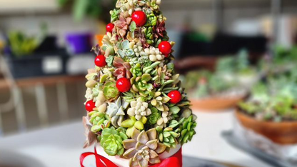 Succulent Christmas Tree - Made to Order