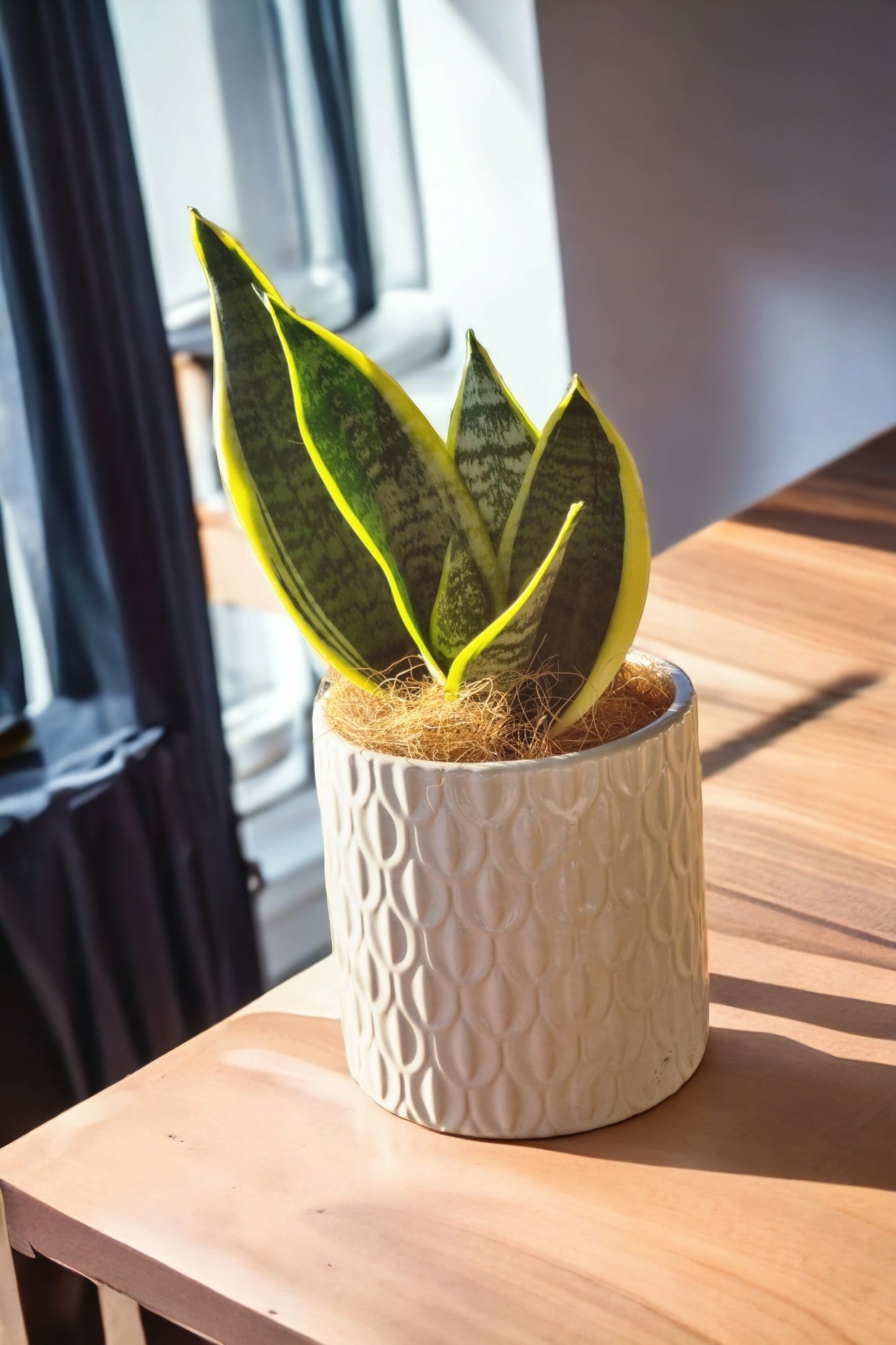 Snake Plant in White Pot