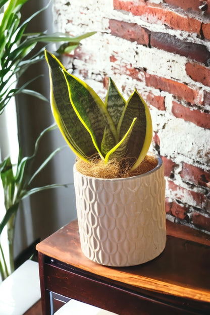 Snake Plant in White Pot