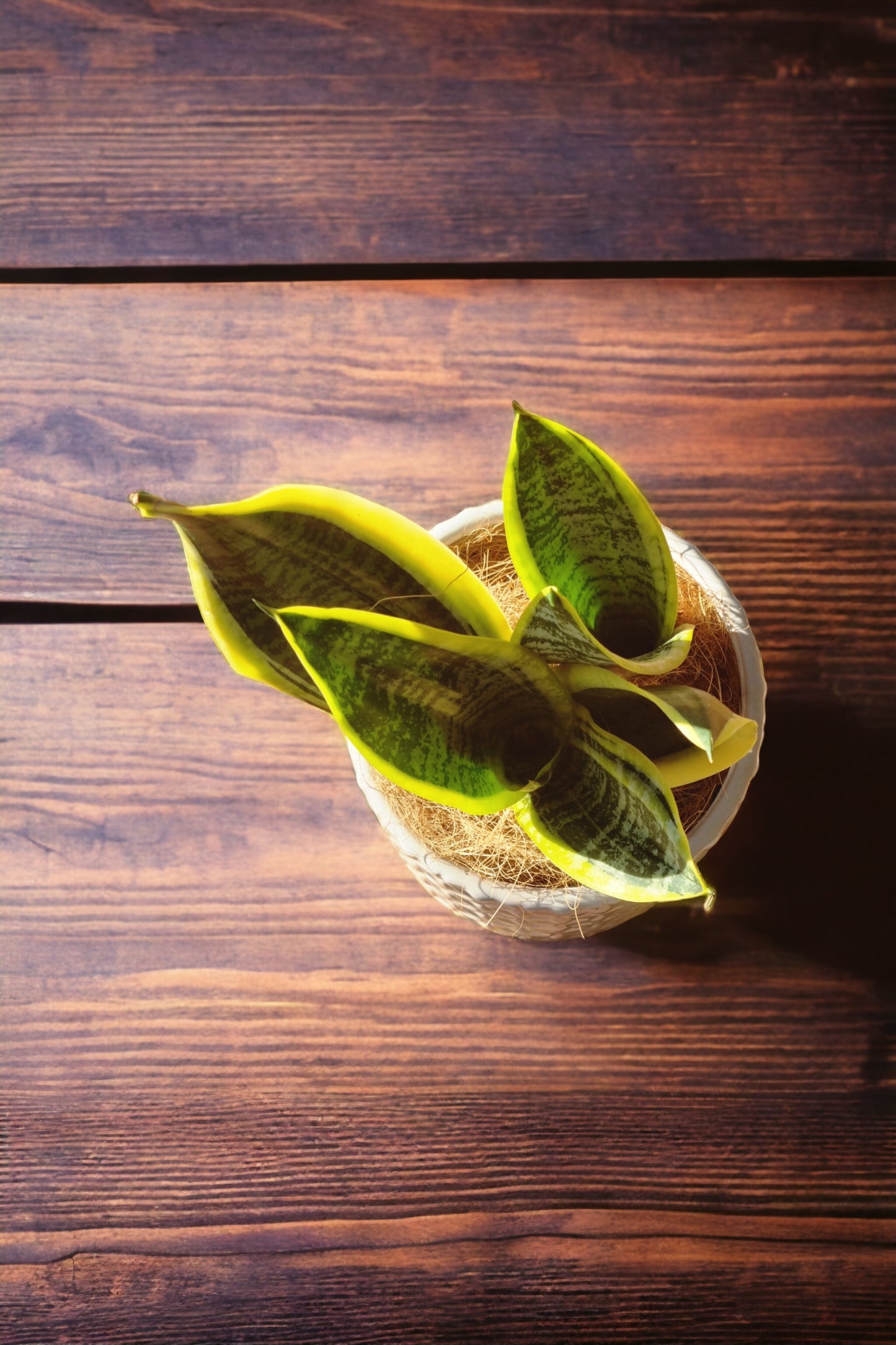 Snake Plant in White Pot